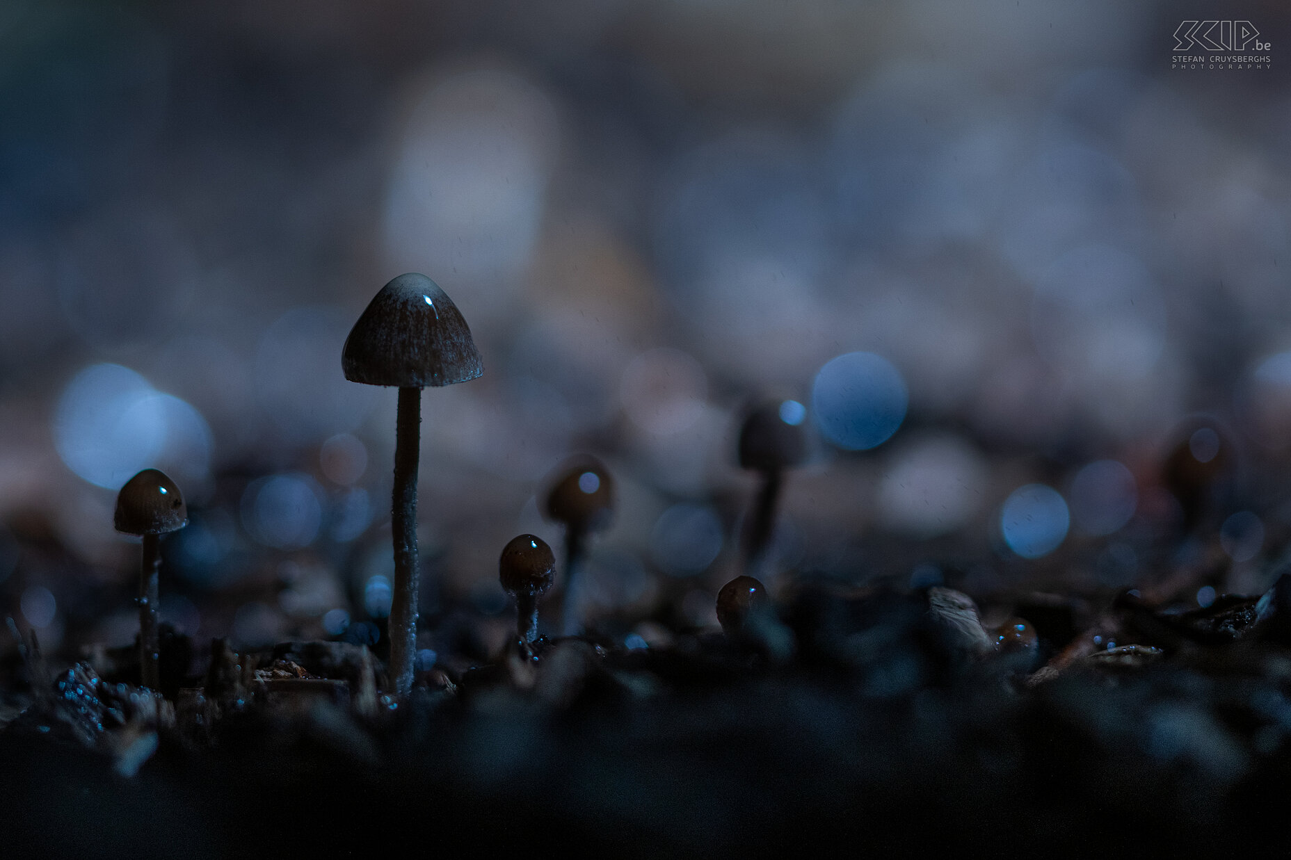 Herfst - Gazonvlekplaat Gazonvlekplaat / Mowers mushroom / Panaeolina foenisecii Stefan Cruysberghs